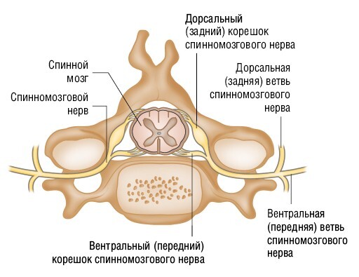 Анатомия мышц: иллюстрированный справочник - i_003.jpg