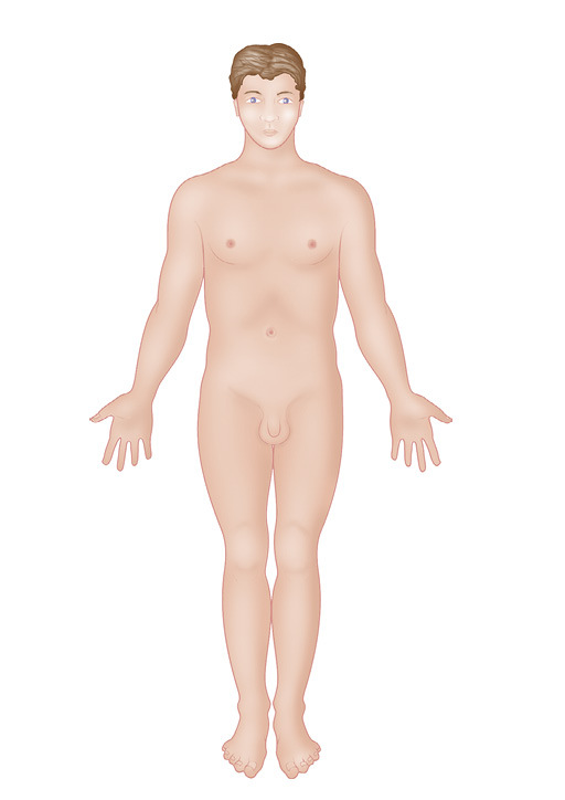 Анатомия мышц: иллюстрированный справочник - i_004.jpg