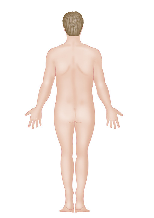 Анатомия мышц: иллюстрированный справочник - i_005.jpg