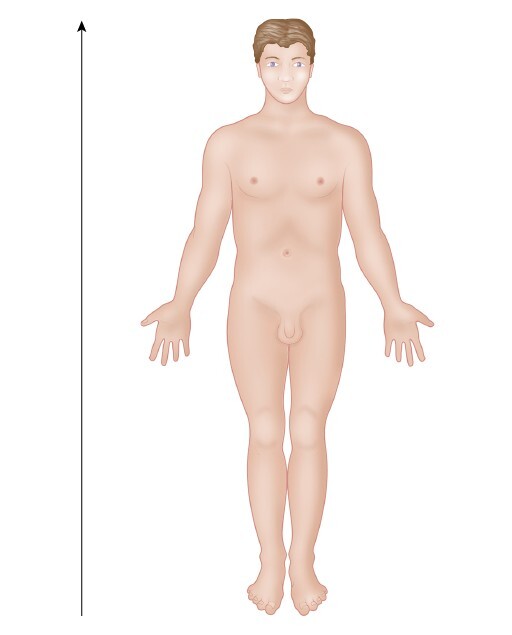 Анатомия мышц: иллюстрированный справочник - i_006.jpg