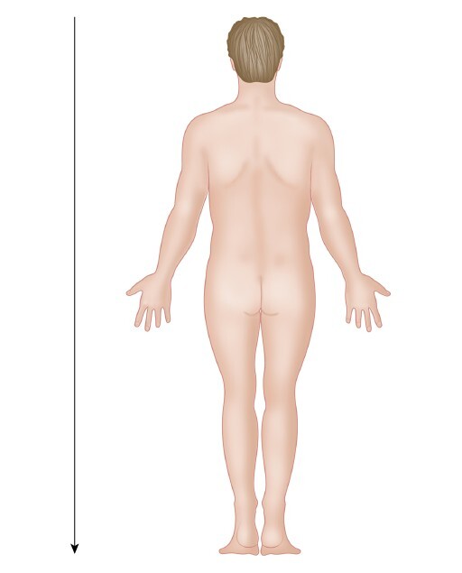 Анатомия мышц: иллюстрированный справочник - i_007.jpg