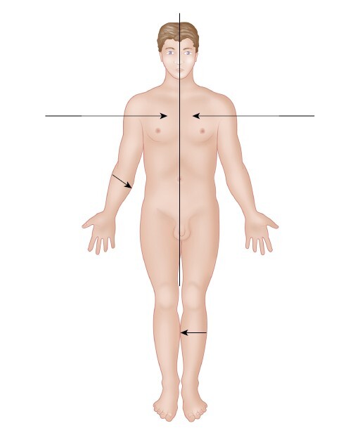 Анатомия мышц: иллюстрированный справочник - i_008.jpg