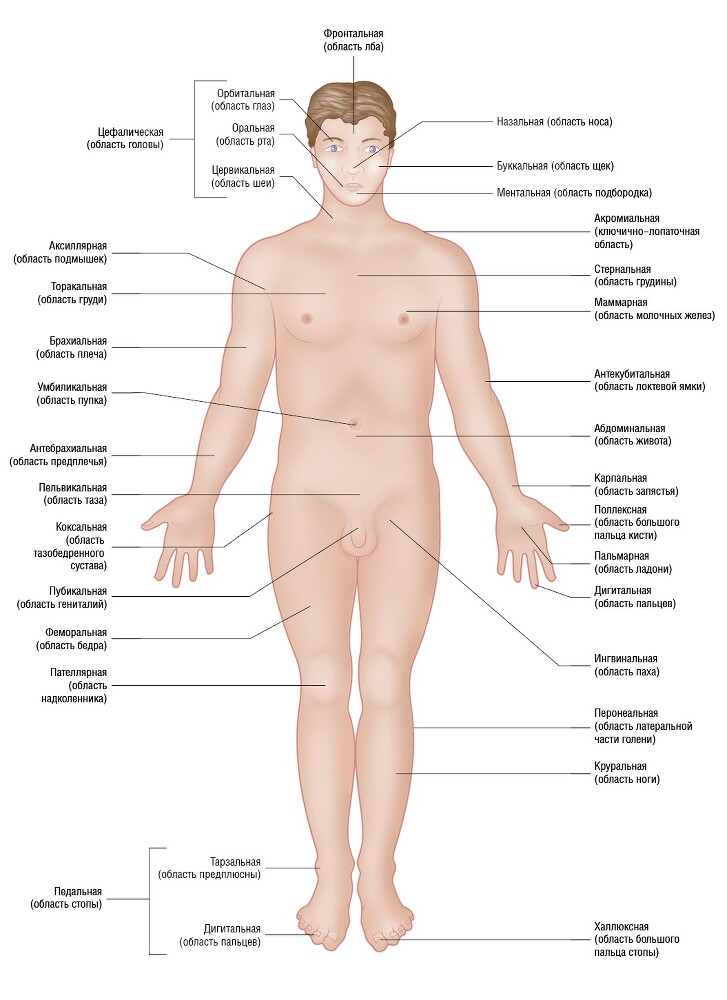 Анатомия мышц: иллюстрированный справочник - i_017.jpg