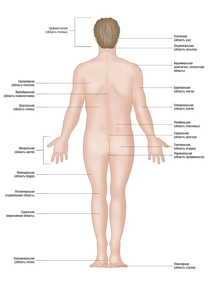 Анатомия мышц: иллюстрированный справочник - i_018.jpg