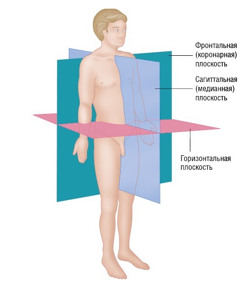 Анатомия мышц: иллюстрированный справочник - i_019.jpg