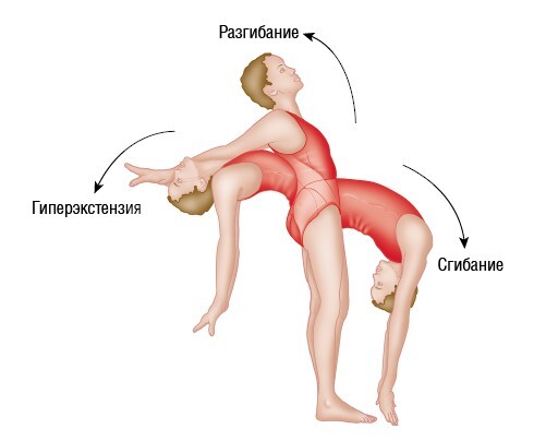 Анатомия мышц: иллюстрированный справочник - i_021.jpg