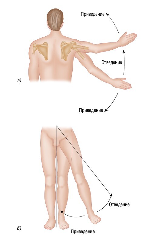 Анатомия мышц: иллюстрированный справочник - i_023.jpg