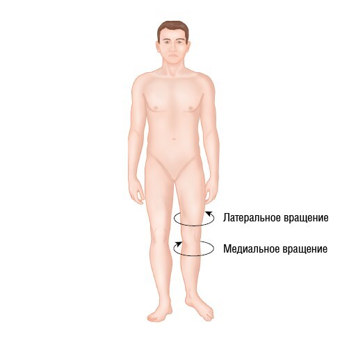 Анатомия мышц: иллюстрированный справочник - i_024.jpg