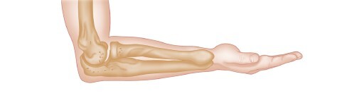 Анатомия мышц: иллюстрированный справочник - i_026.jpg