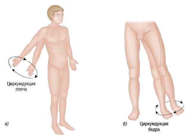 Анатомия мышц: иллюстрированный справочник - i_027.jpg
