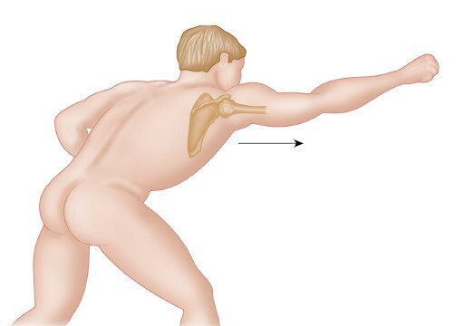 Анатомия мышц: иллюстрированный справочник - i_030.jpg