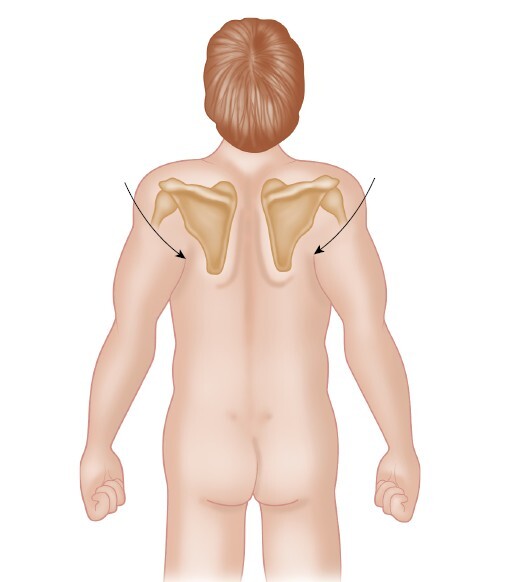 Анатомия мышц: иллюстрированный справочник - i_031.jpg