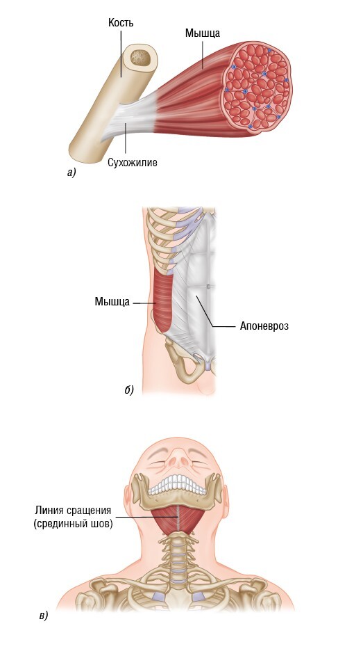 Анатомия мышц: иллюстрированный справочник - i_034.jpg