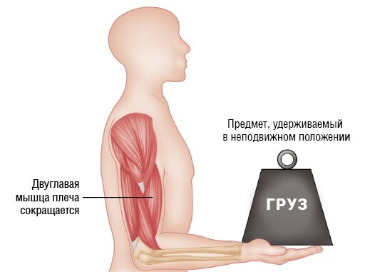 Анатомия мышц: иллюстрированный справочник - i_035.jpg
