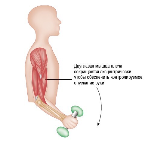 Анатомия мышц: иллюстрированный справочник - i_037.jpg