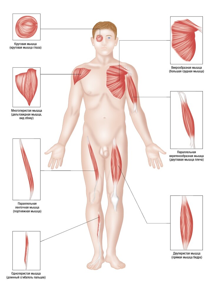 Анатомия мышц: иллюстрированный справочник - i_038.jpg