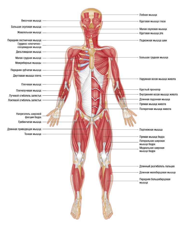 Анатомия мышц: иллюстрированный справочник - i_039.jpg
