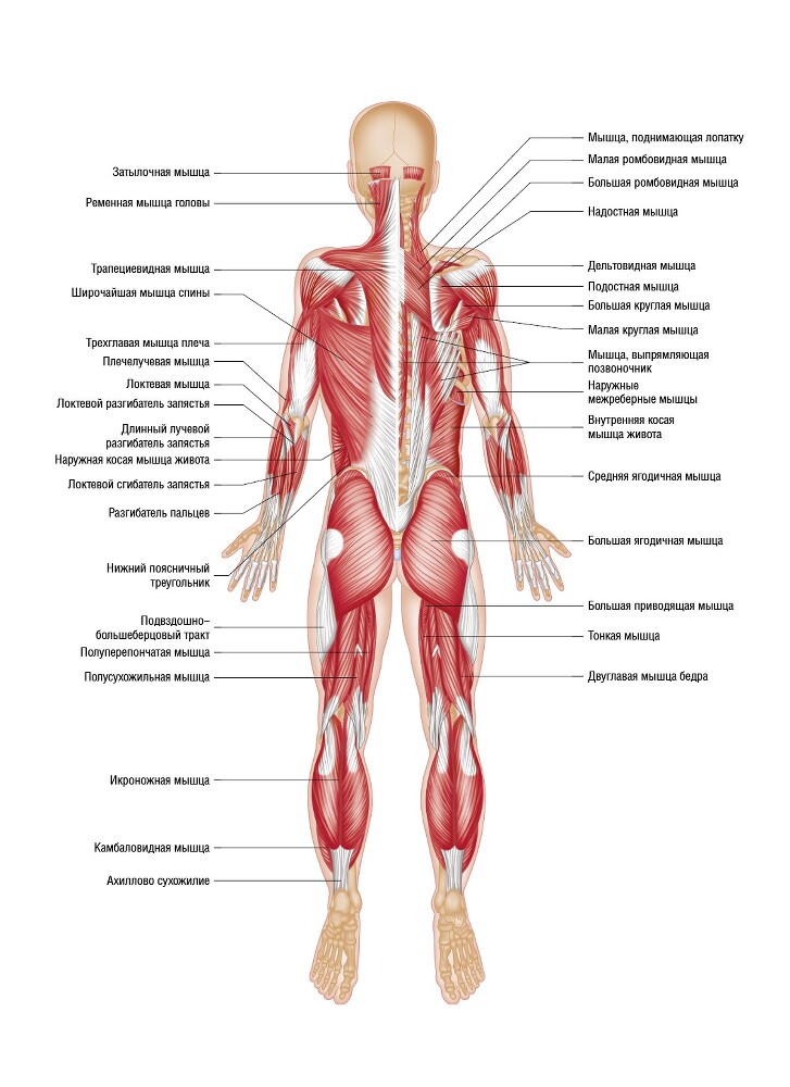 Анатомия мышц: иллюстрированный справочник - i_040.jpg