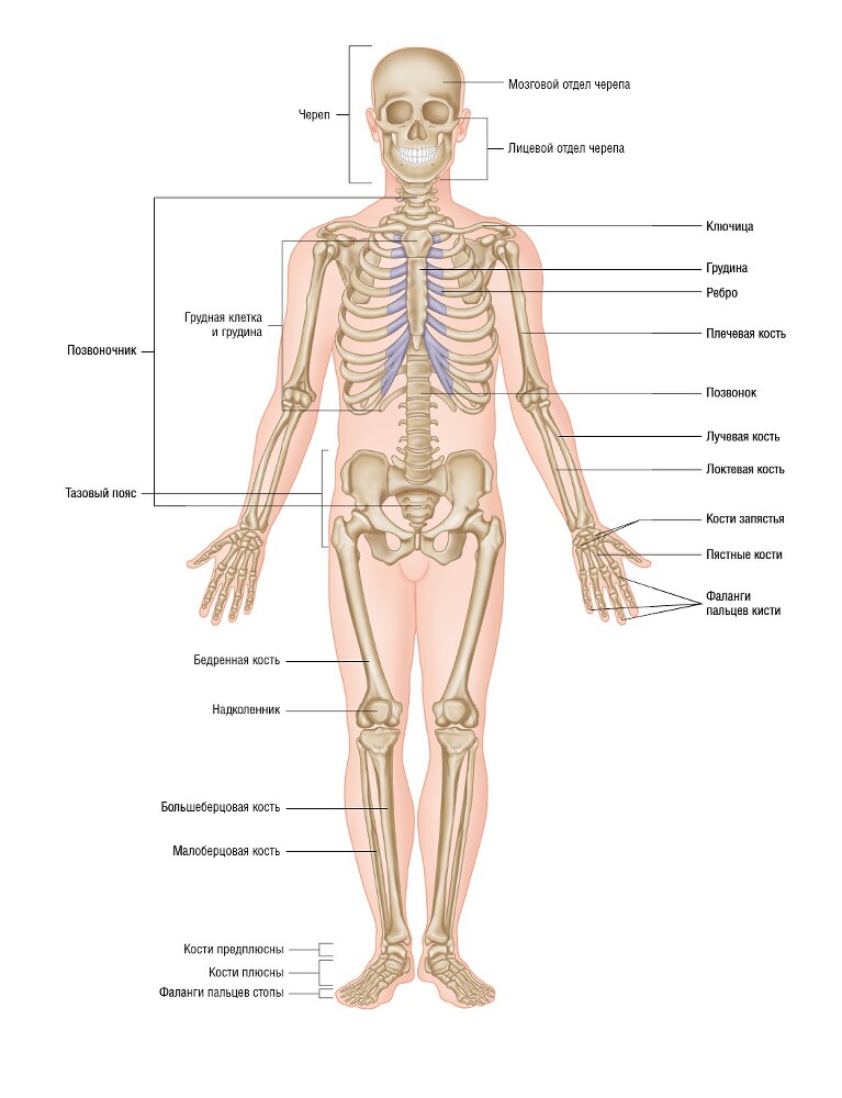 Анатомия мышц: иллюстрированный справочник - i_041.jpg