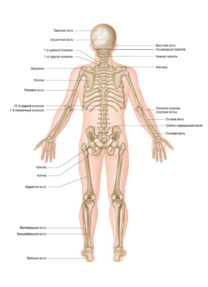 Анатомия мышц: иллюстрированный справочник - i_042.jpg