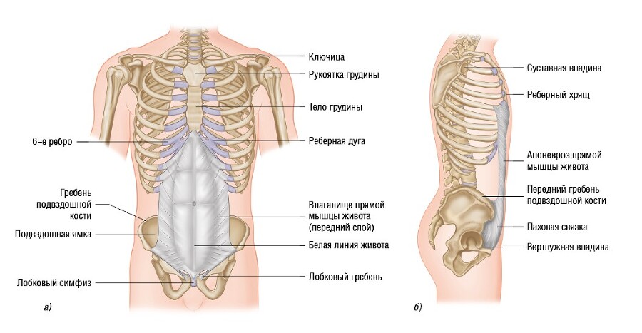 Анатомия мышц: иллюстрированный справочник - i_045.jpg