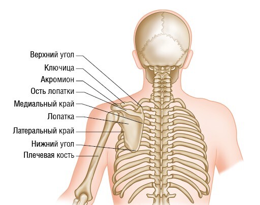 Анатомия мышц: иллюстрированный справочник - i_046.jpg