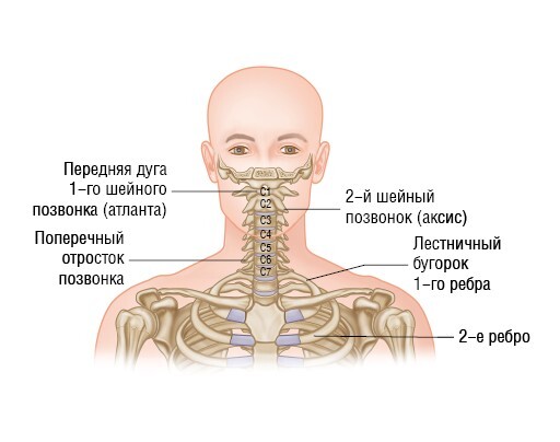 Анатомия мышц: иллюстрированный справочник - i_047.jpg