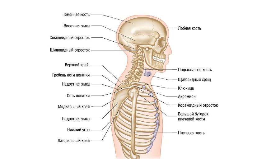 Анатомия мышц: иллюстрированный справочник - i_048.jpg