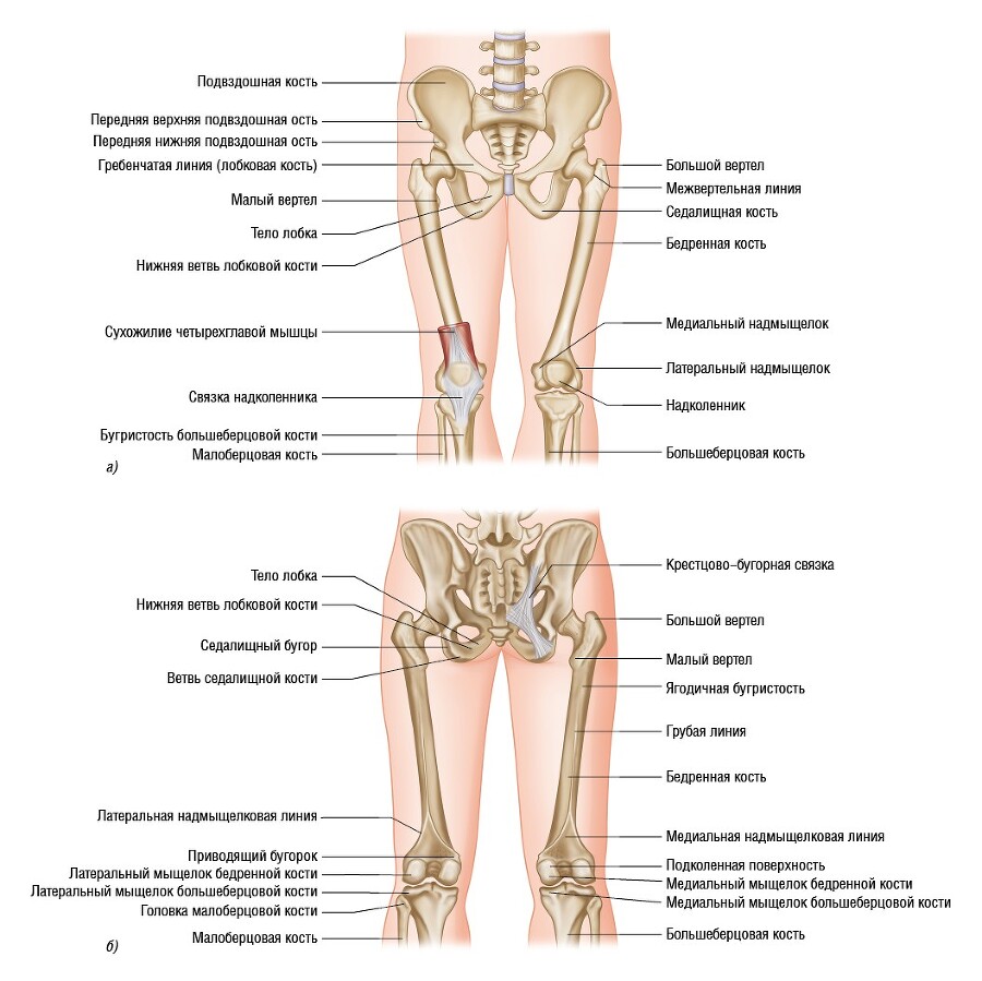 Анатомия мышц: иллюстрированный справочник - i_049.jpg