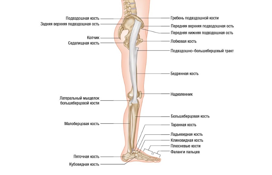 Анатомия мышц: иллюстрированный справочник - i_050.jpg