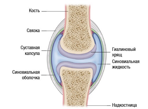 Анатомия мышц: иллюстрированный справочник - i_051.jpg