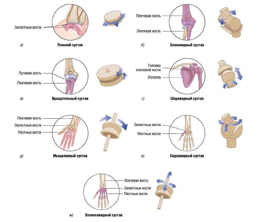 Анатомия мышц: иллюстрированный справочник - i_052.jpg