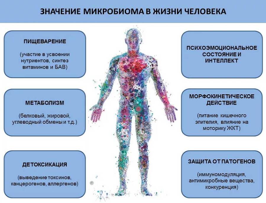 Микробиотная гипотеза происхождения и деятельности души - _1.jpg