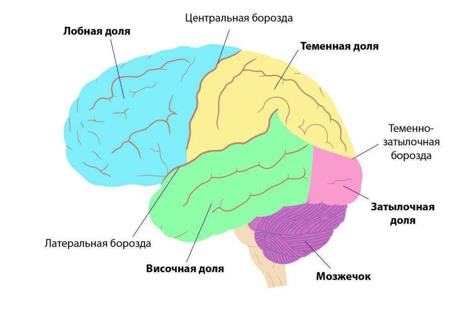 Микробиотная гипотеза происхождения и деятельности души - _4.jpg