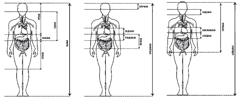 Аюрведа. Пособие по мужскому здоровью - i_010.png