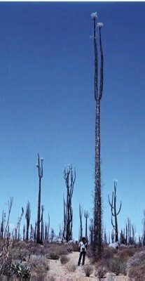 Прятки [ Венера Прайм 3] - i_002.jpg