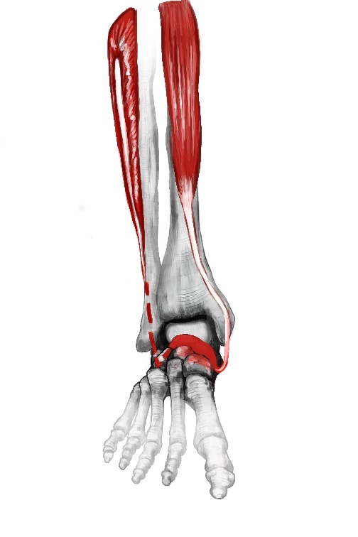 Стопа балерины - _22.jpg