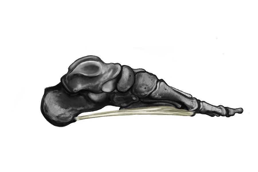 Стопа балерины - _23.jpg