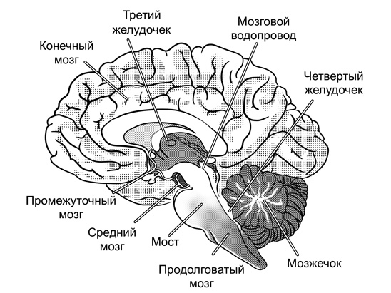 Мозг и его потребности 2.0. От питания до признания - i_002.jpg