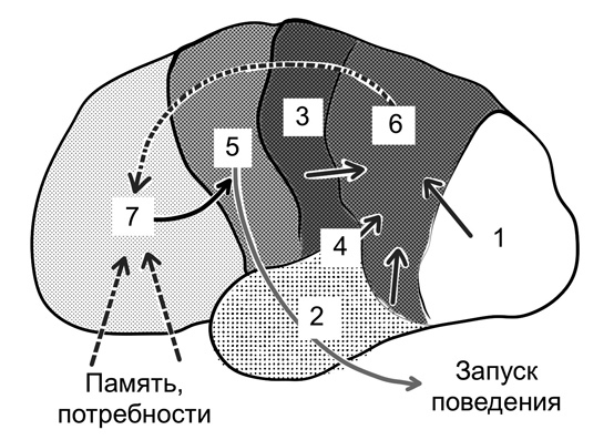 Мозг и его потребности 2.0. От питания до признания - i_003.jpg