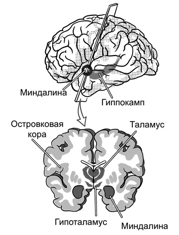 Мозг и его потребности 2.0. От питания до признания - i_004.jpg