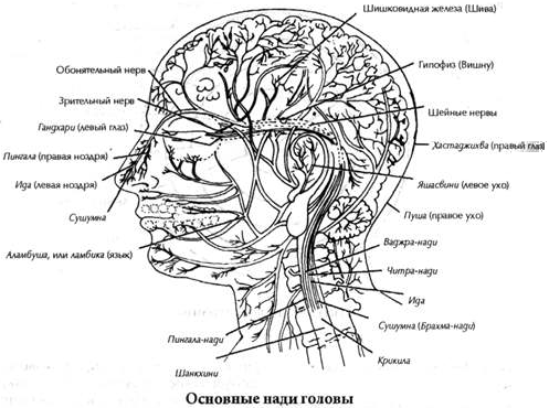 Чакры: энергетические центры трансформации - i_005.png