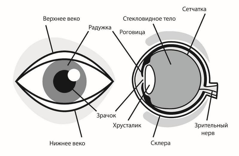 Глаз-алмаз. Простые привычки для хорошего зрения - i_004.jpg