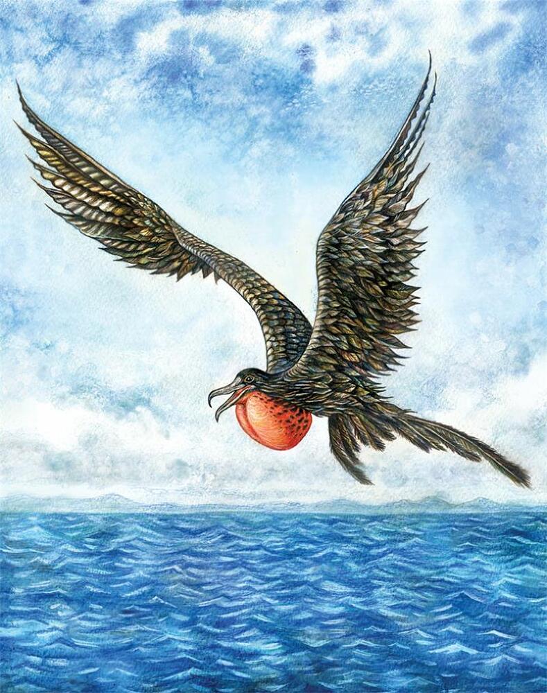 Азбука диковинных птиц. Для взрослых и детей - i_021.jpg