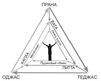 Аюрведа. Пособие по мужскому и женскому здоровью - i_007.png