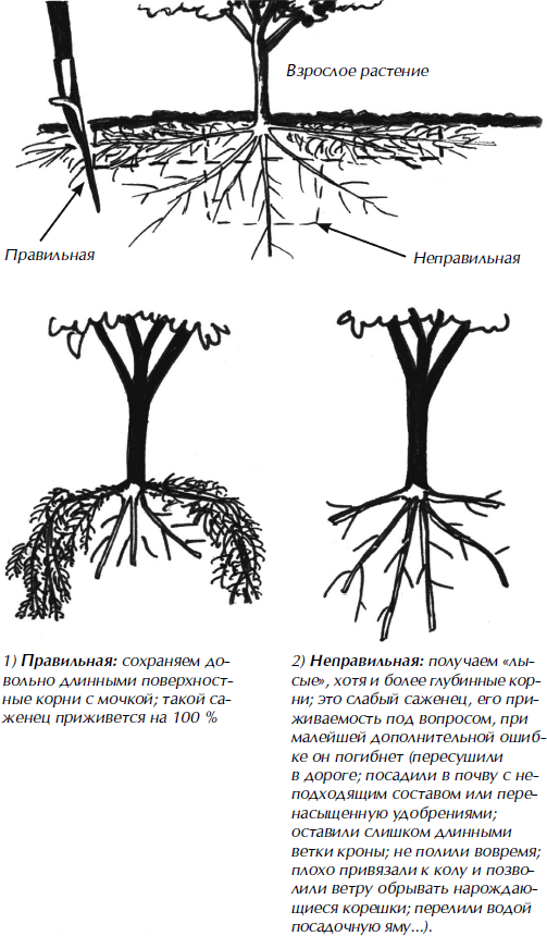 Библия плодового сада. Новая книга о современном плодоводстве - i_012.png