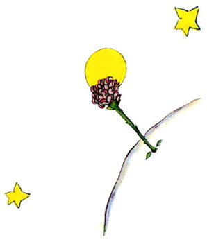 hgjjfj - flower.jpg