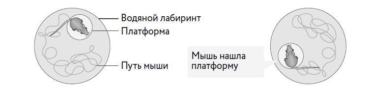 Компас ментального здоровья. 10 проверенных способов укрепить психику и изменить свою жизнь - i_005.jpg