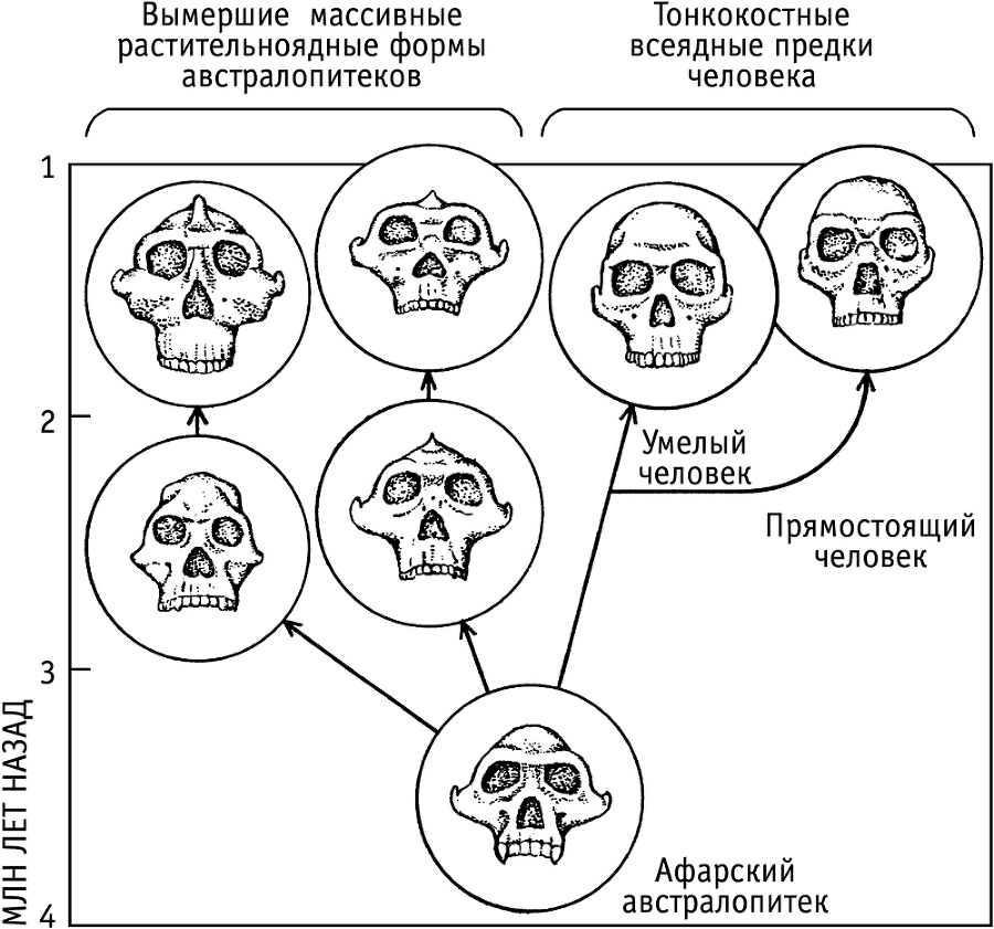 Непослушное дитя биосферы. Беседы о поведении человека в компании птиц, зверей и детей - i_022.jpg