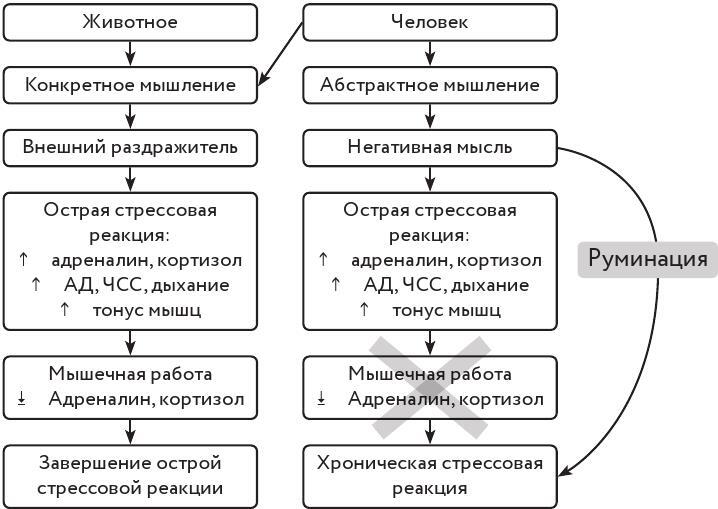 Преднамеренное спокойствие. Программа борьбы со стрессом и тревогой - i_004.jpg